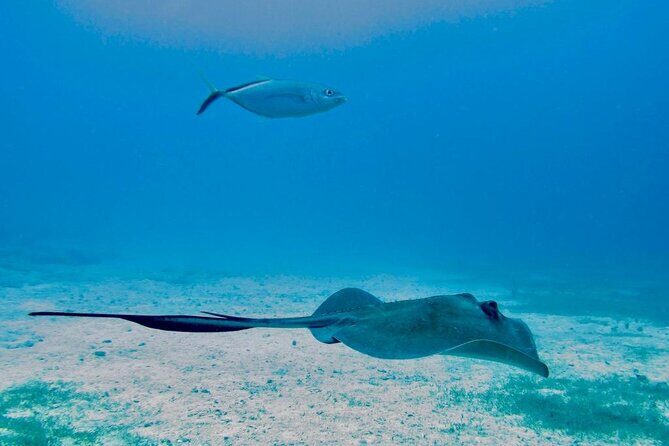 Best Sailing Catamaran, Beach and Snorkel - Cruise Ship Friendly - Who Is This Tour Best For?