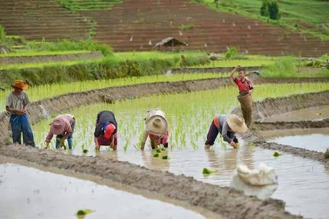 Best seller! Doi Inthanon National Park Oneday tour with the Highest point - FAQ