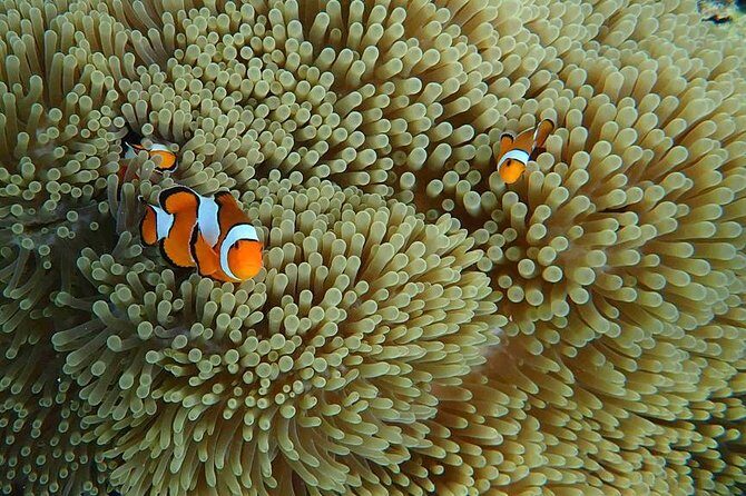 Best Seller - Surin Islands Snorkeling Trip from Khao Lak - Key Points