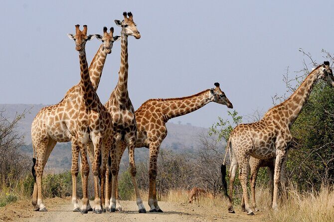 Best South Africa Tour to Kruger National Park and Cape Town - An In-Depth Look at the 9-Day South Africa Experience