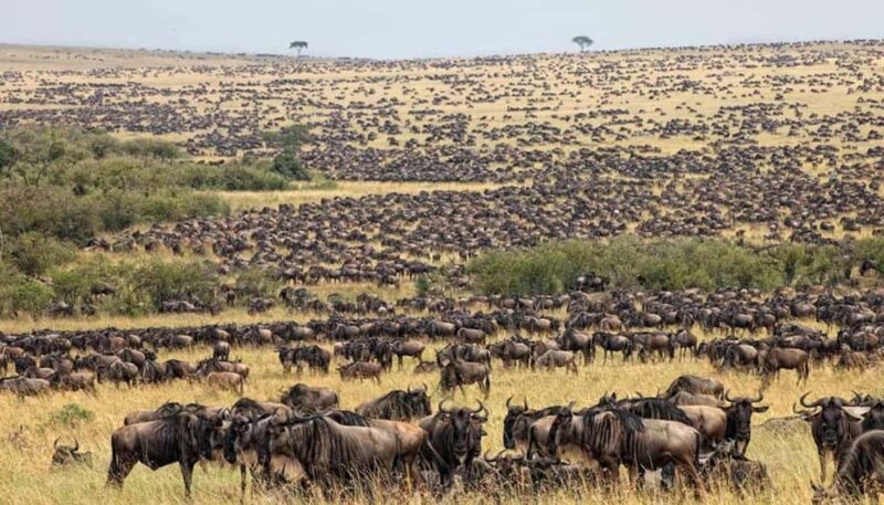 Best Tanzania Safari 7-Day Serengeti Wildebeest Migration - Key Points