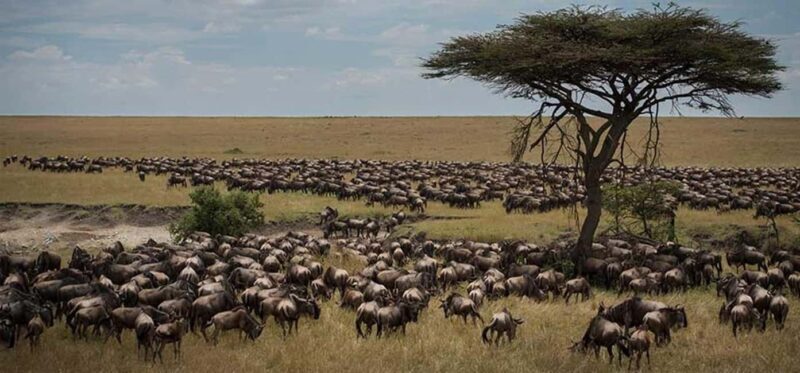 Best Tanzania Safari 7-Day Serengeti Wildebeest Migration - Exploring the 7-Day Serengeti Wildebeest Migration Safari