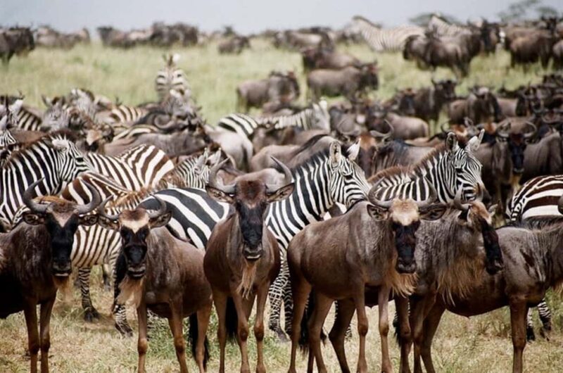 Best Tanzania Safari 7-Day Serengeti Wildebeest Migration - The Sum Up
