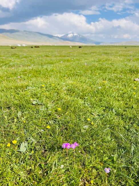 Best trekking tour in Mongolia - Exploring the Western Mongolia Trekking Experience