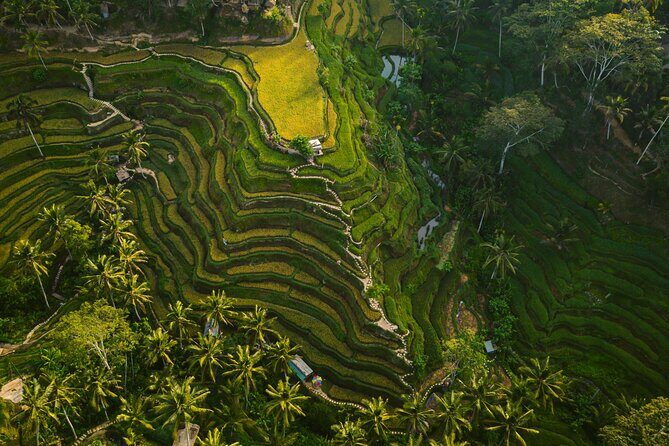 Best Ubud Highlights - Private Day Tour - The Experience from the Traveler’s Perspective