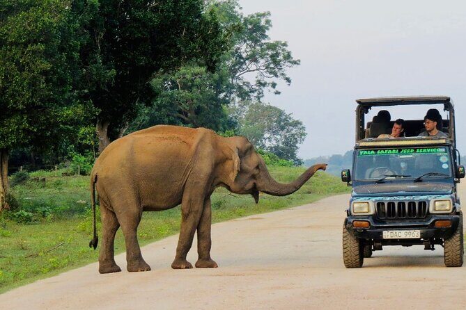 Best Value Yala Safari: Spot Leopards, Elephants & Bears (Shared) - The Highlights of the Safari