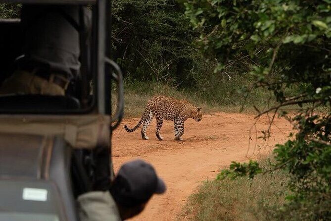 Best Value Yala Safari: Spot Leopards, Elephants & Bears (Shared) - Authentic Encounters and Review Highlights
