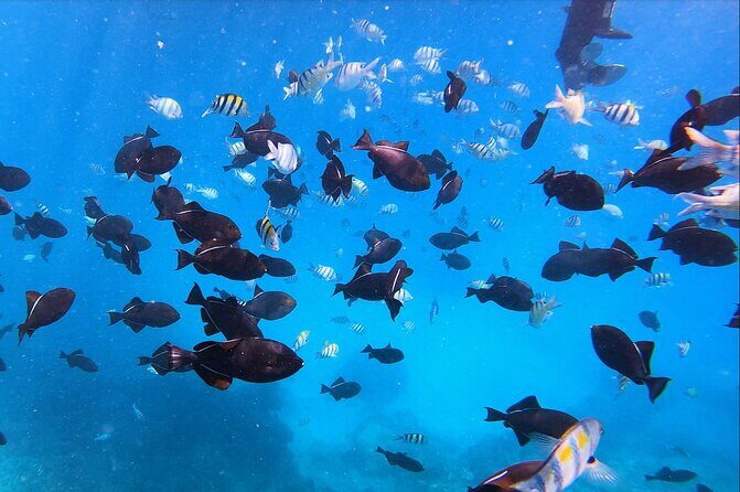 Best Waikiki Snorkel Tour: Guaranteed Turtles at Turtle Canyon - An In-Depth Look at the Waikiki Snorkel Tour Experience