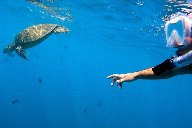 Best Waikiki Snorkel Tour: Guaranteed Turtles at Turtle Canyon - Who Will Love It