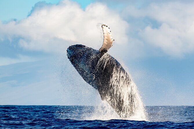 Best Waikiki Whale Watching in Honolulu: Whales Guaranteed - What to Expect During Your Tour