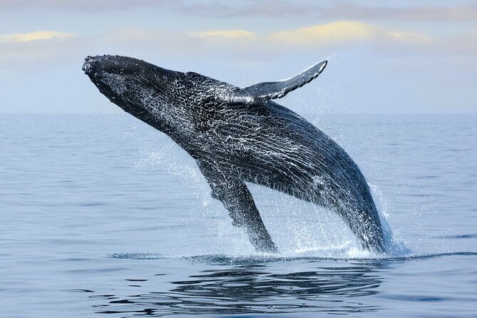 Best Waikiki Whale Watching in Honolulu: Whales Guaranteed - Reviews and Real Experiences
