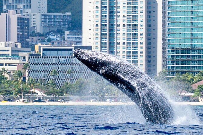 Best Waikiki Whale Watching in Honolulu: Whales Guaranteed - Pricing and Value