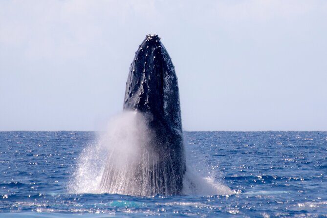 Best Waikiki Whale Watching in Honolulu: Whales Guaranteed - Who Should Book This Tour?