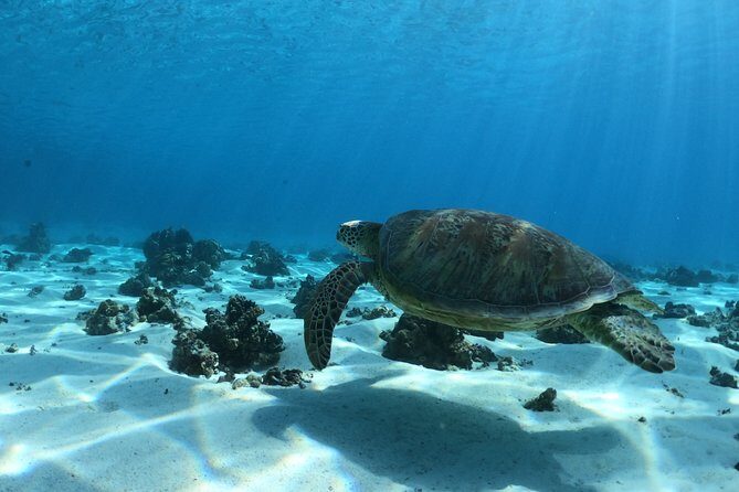 Best Way to Interact with Ocean Wildlife with Lunch. 6H - Frequently Asked Questions