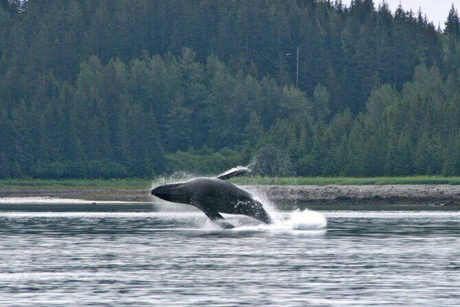 Best Whale Watching and Wildlife Shore Excursion in Sitka - An In-Depth Look at the Tour Experience