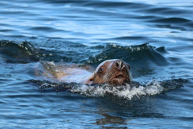 Best Whale Watching and Wildlife Shore Excursion in Sitka - FAQ: Practical Questions About the Tour