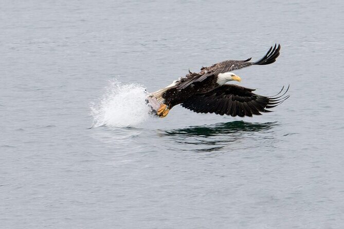 Best Whale Watching and Wildlife Shore Excursion in Sitka - Final Thoughts