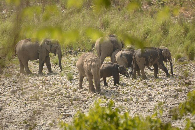 Best Wilderness Experience through Jim Corbett Experience - Starting Off: The Morning Pickup and Introduction