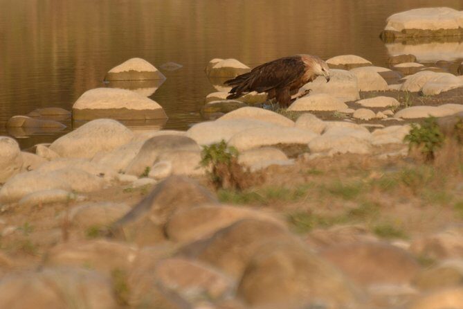 Best Wilderness Experience through Jim Corbett Experience - Lunch, Rest, and Preparation for the Night