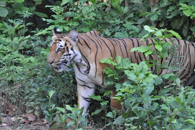 Best Wilderness Experience through Jim Corbett Experience - What the Reviews Say