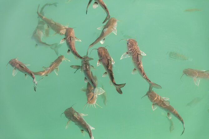 Beyond Bacalar: Pirate Route Exploration + River Float + Lunch - The Experience in Context: Value, Comfort, and Practicalities