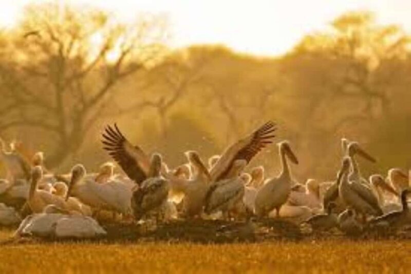 Bharatpur Bird Sanctuary Tour with Pickup and Drop - Why Choose the Bharatpur Bird Sanctuary Tour?