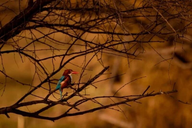 Bharatpur Bird Sanctuary Tour with Pickup and Drop - Why This Tour Offers Good Value