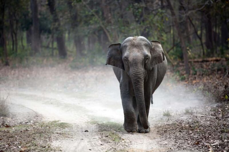 Bharatpur Bird Watching & Elephant Rescue Centre From Delhi - Key Points