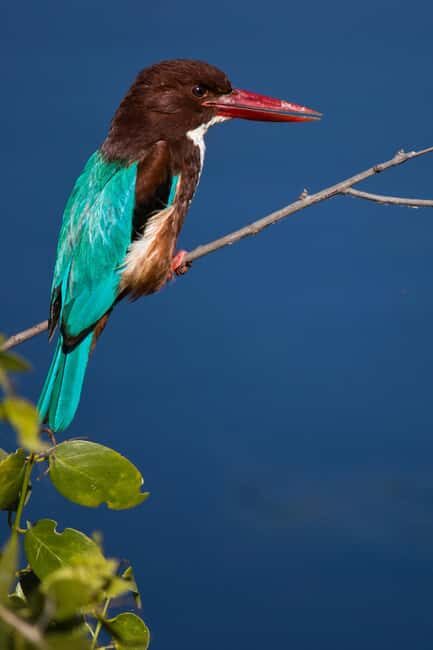 Bharatpur Bird Watching & Elephant Rescue Centre From Delhi - Detailed Breakdown of the Tour Experience