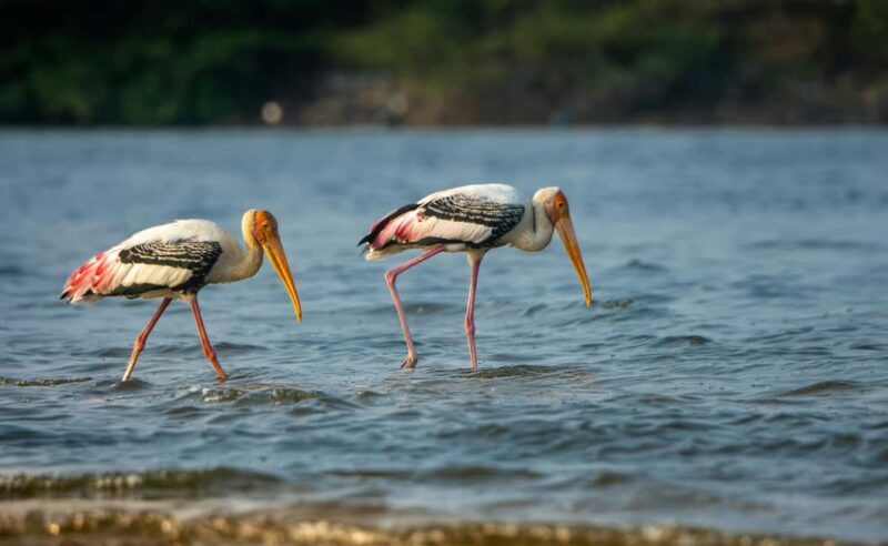 Bharatpur Bird Watching & Elephant Rescue Centre From Delhi - Authentic Experiences and Perspectives