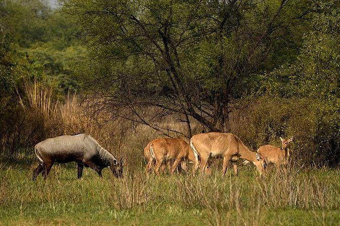 Bharatpur Bird watching & Wildlife from Delhi - Keoladeo National Park: The Heart of the Experience