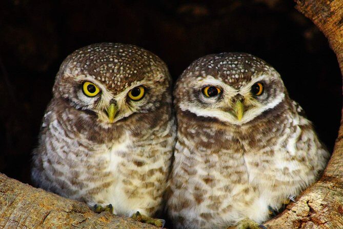 Bharatpur Bird watching & Wildlife from Delhi - What Could Be Improved?