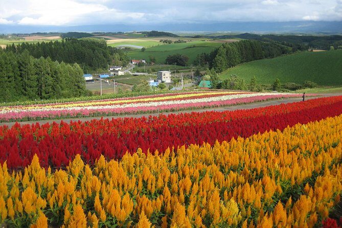 [Biei/Furano] One-day sightseeing by private car! - Introduction