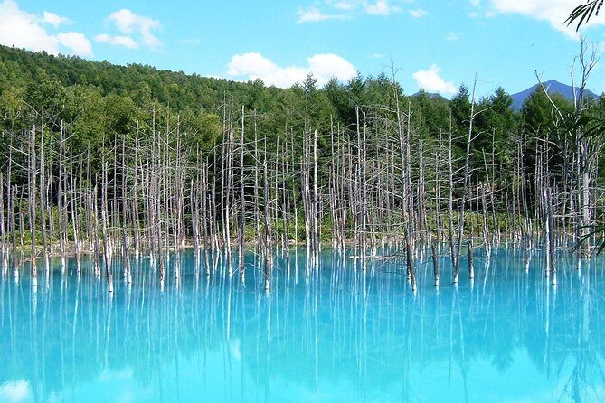[Biei/Furano] One-day sightseeing by private car! - Key Points