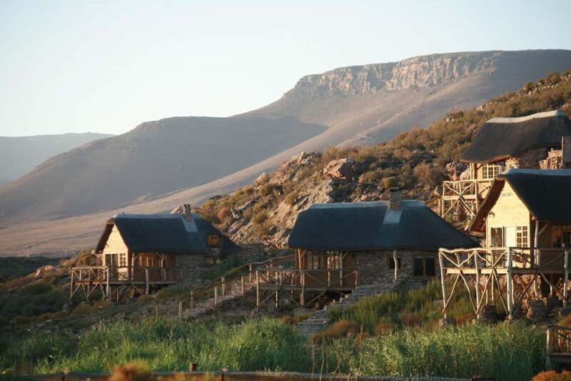 Big 5 Aquila Reserve Safari with Lunch and Tasting - An Honest Look at the Experience