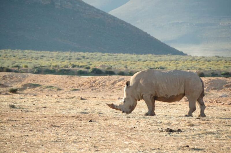 Big 5 Aquila Reserve Safari with Lunch and Tasting - The Sum Up
