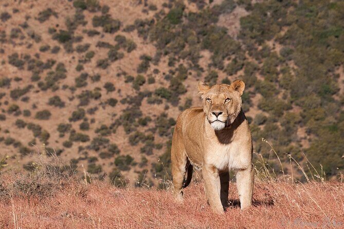 Big 5 Aquila Safari Full Day Tour and Lunch - Who Is This Tour Best Suited For?