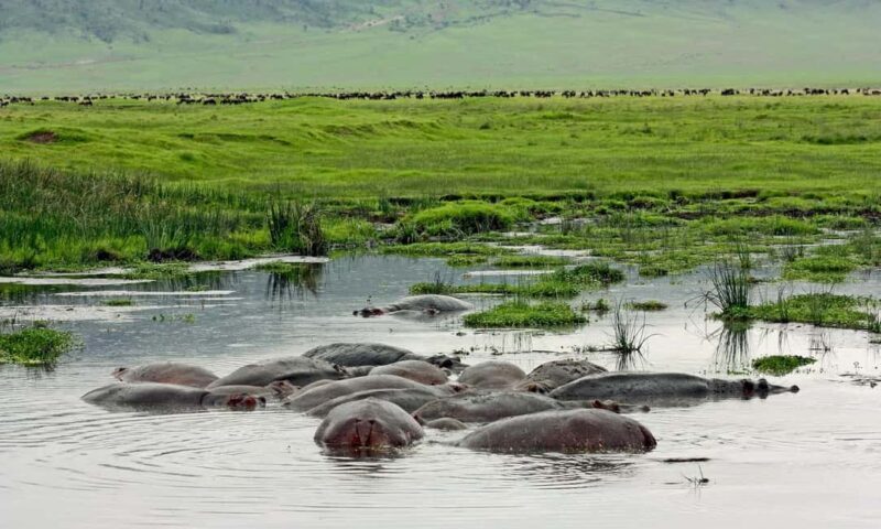 Big 5 Exploring in Ngorongoro Crater. - What to Expect on the Tour