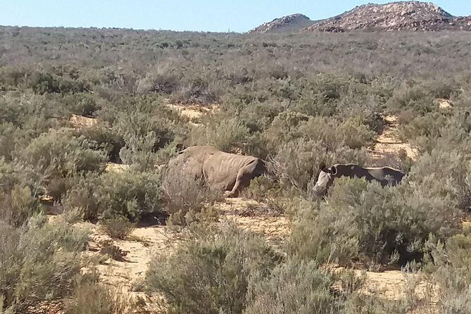 Big 5 Full Day Safari Aquila Lunch plus Breakfast From Cape Town - The Itinerary in Depth