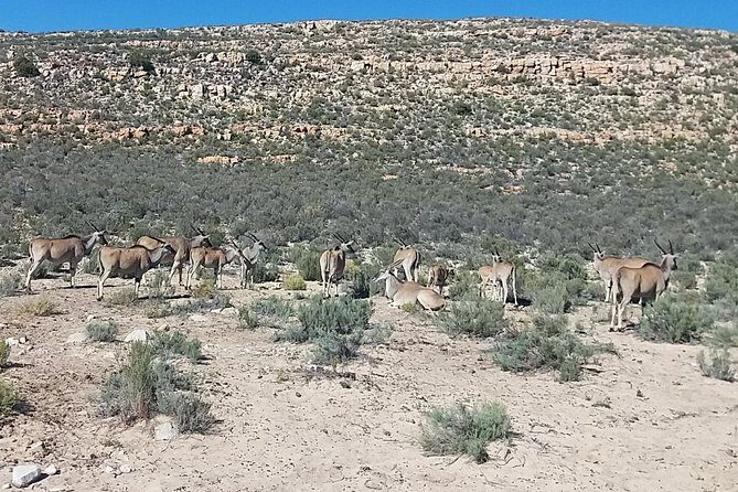 Big 5 Full Day Safari Aquila Lunch plus Breakfast From Cape Town - The Sum Up