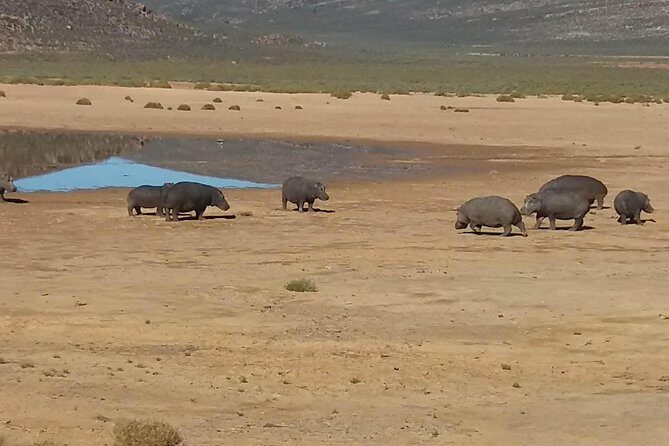 Big 5 Full Day Safari Aquila Lunch plus Breakfast From Cape Town - FAQ