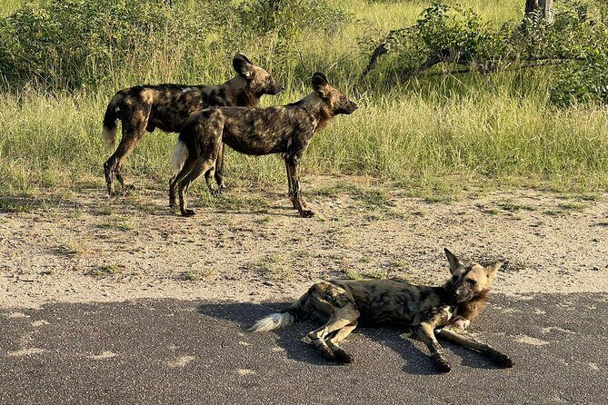 BIG 5 Kruger 4 Day Safari From Johannesburg - A Closer Look at the Itinerary