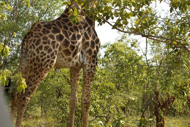 BIG 5 Kruger 4 Day Safari From Johannesburg - The Sum Up