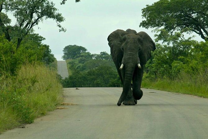 Big 5 Kruger National Park 2 Days Safari from Johannesburg - Final Reflection: Is It Worth It?