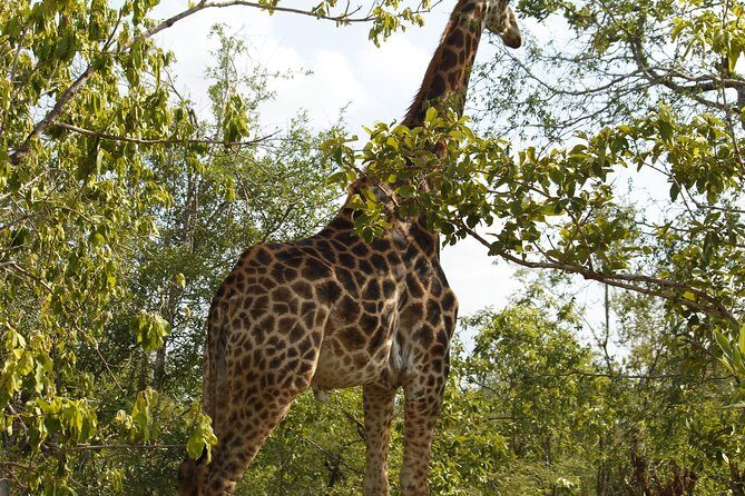 Big 5 Kruger National Park 2 Days Safari from Johannesburg - Frequently Asked Questions