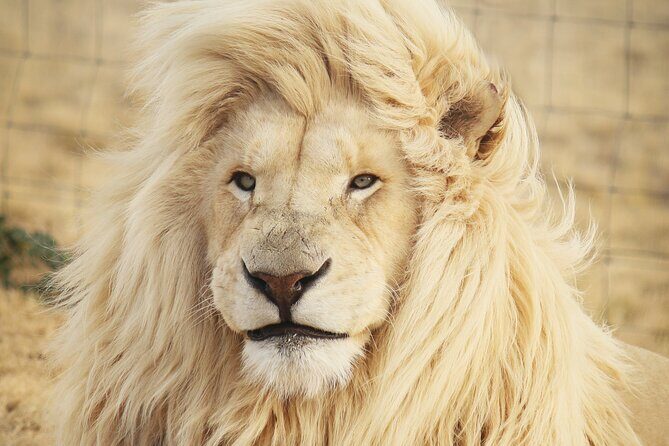 Big 5 Safari Aquila Full Day Private Return From Cape Town - Introduction