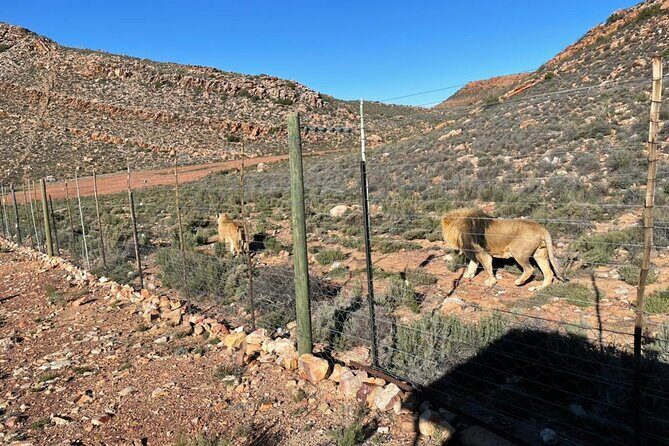 Big 5 Safari Aquila Full Day Private Return From Cape Town - Key Points