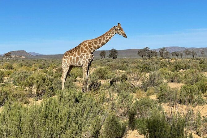 Big 5 Safari Aquila Full Day Private Return From Cape Town - FAQ