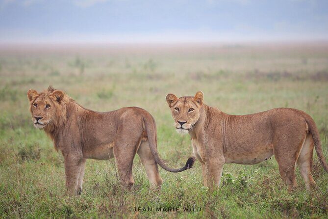 Big 5 Safari Day Trip - Introducing the Big 5 Safari Day Trip: An Honest Look