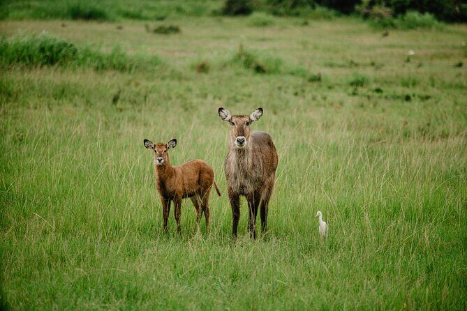 Big 5 Safari Day Trip - Key Points